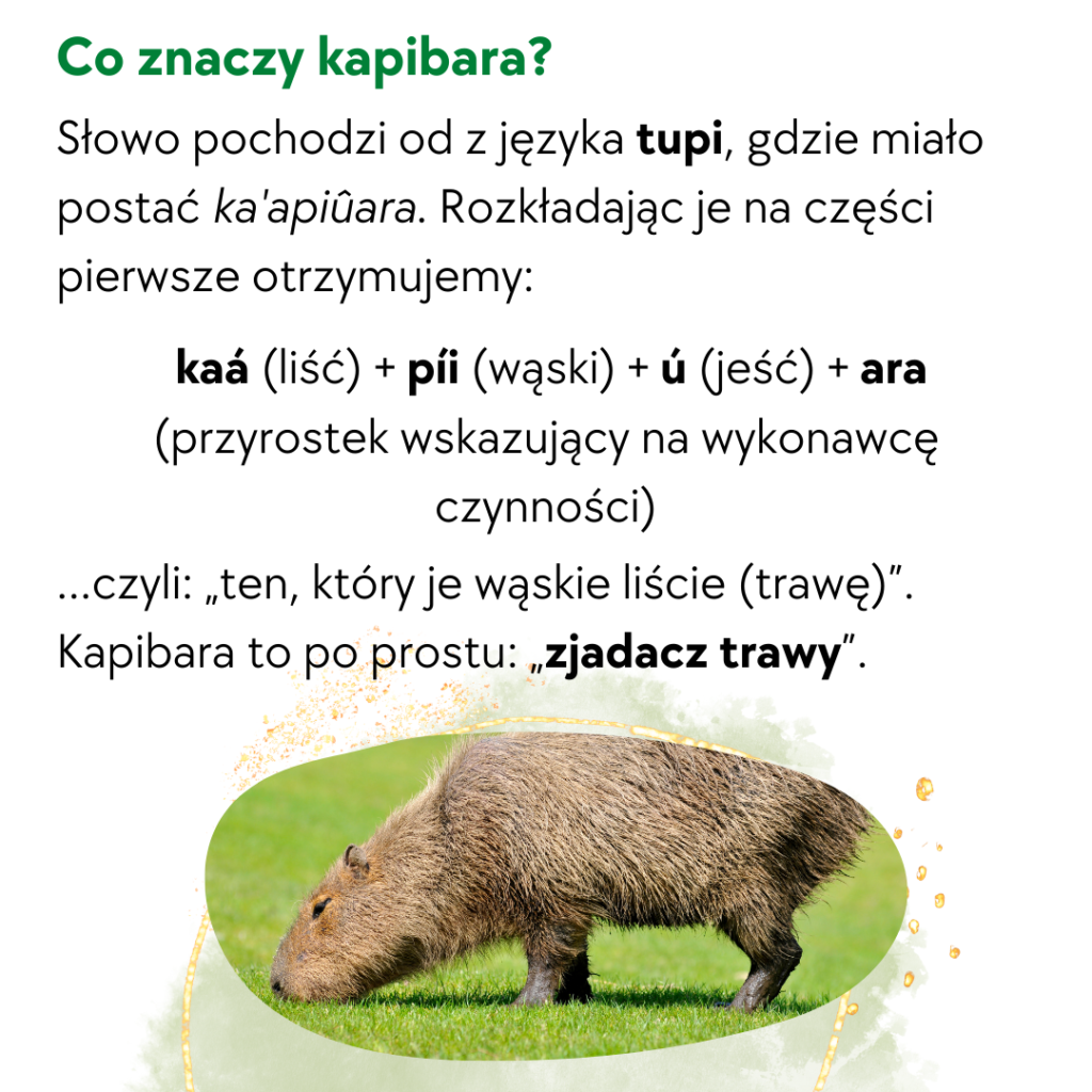 kapibara